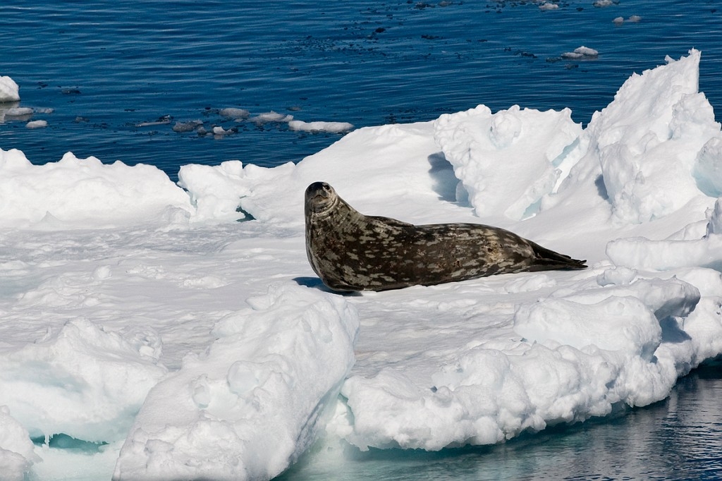 Weddell Seal.20081117_4913.jpg - Weddell Seal (Leptonychotes weddllii), Antarctica November 2008